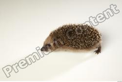 Whole Body Hedgehog